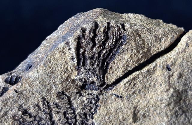 Sostronocrinus sp. (STRIMPLE & McGINNIS 1969) - Bild © FossNet FossilienStore